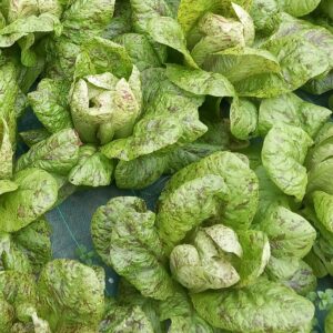 Salade d'hiver zébrée (grande quantité, prix baissé !)