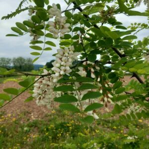 Fleurs d'acacia pour beignets