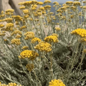 Immortelle de Corse en bouquet