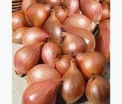 Echalotes en bouquet