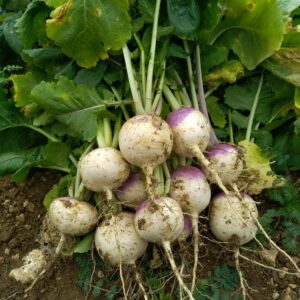 Navets violets 500g sans fane
