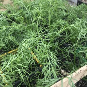 Plant de camomille