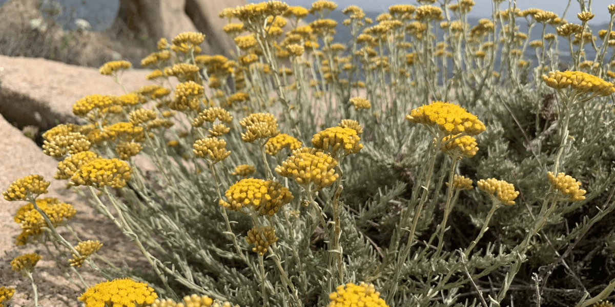 Immortelle de Corse en bouquet