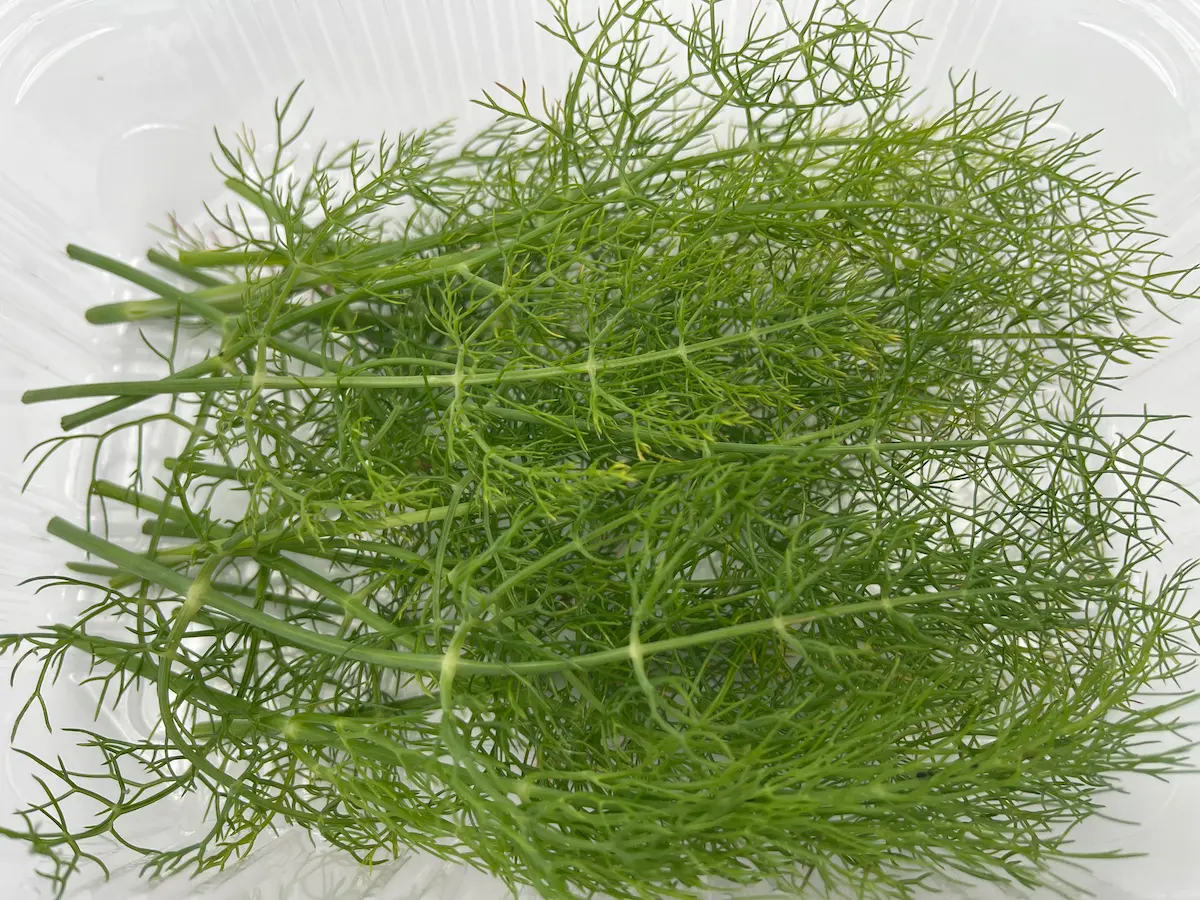 Feuilles de fenouil en bouquet